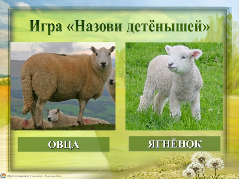 ОВЦА ЯГНЁНОК Игра «Назови детёнышей»